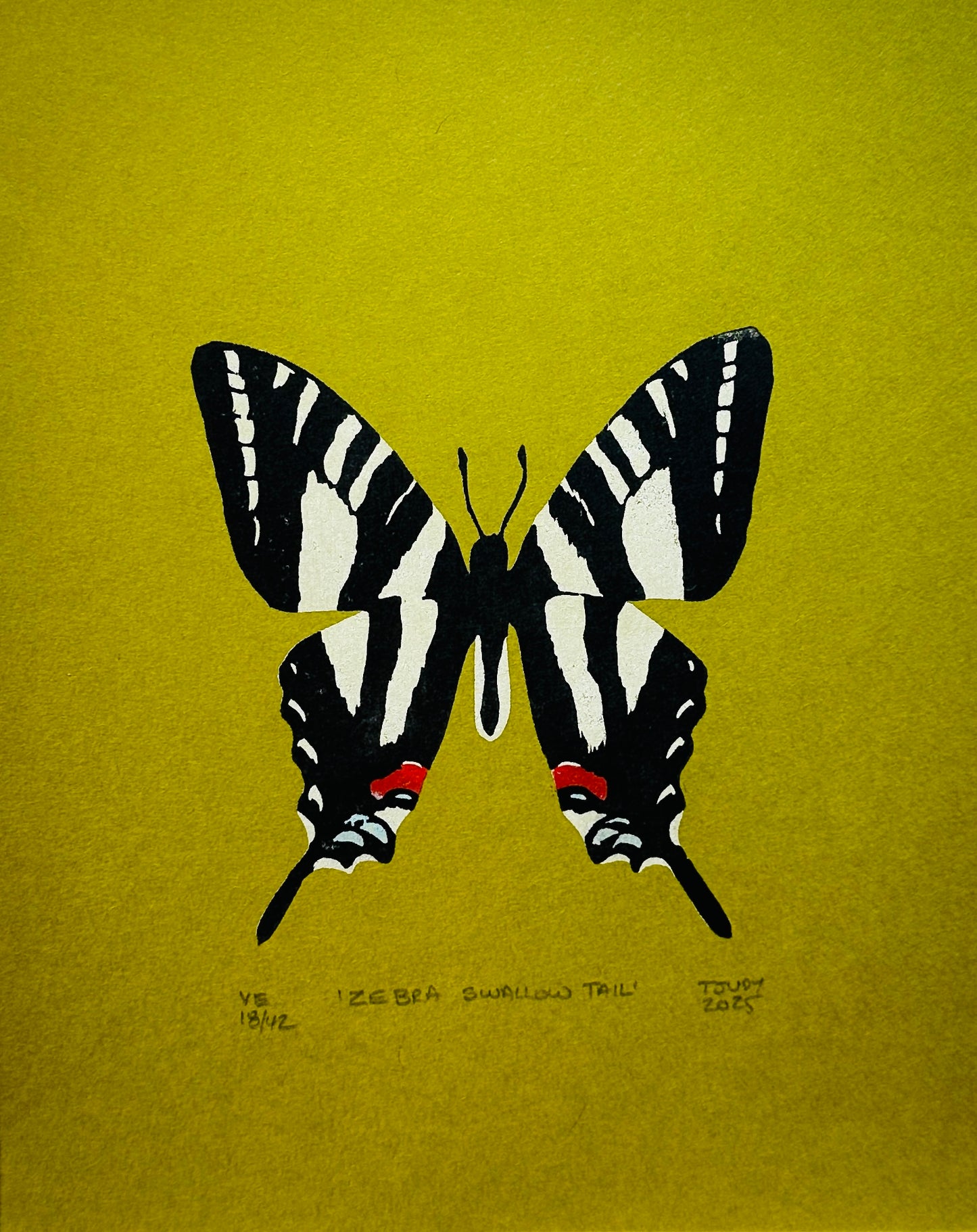 Zebra Swallowtail