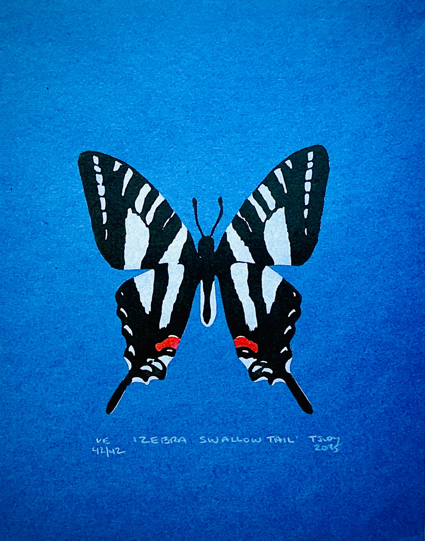 Zebra Swallowtail